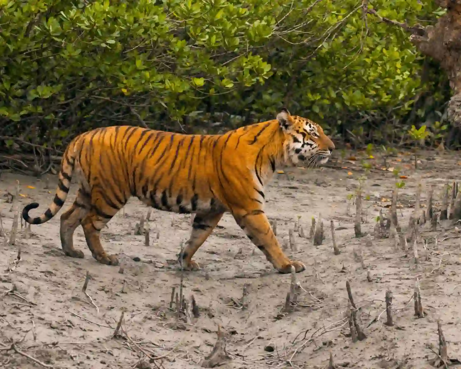 Royal Bengal Tiger walking through Sundarban mangrove forest in wildlife safari.