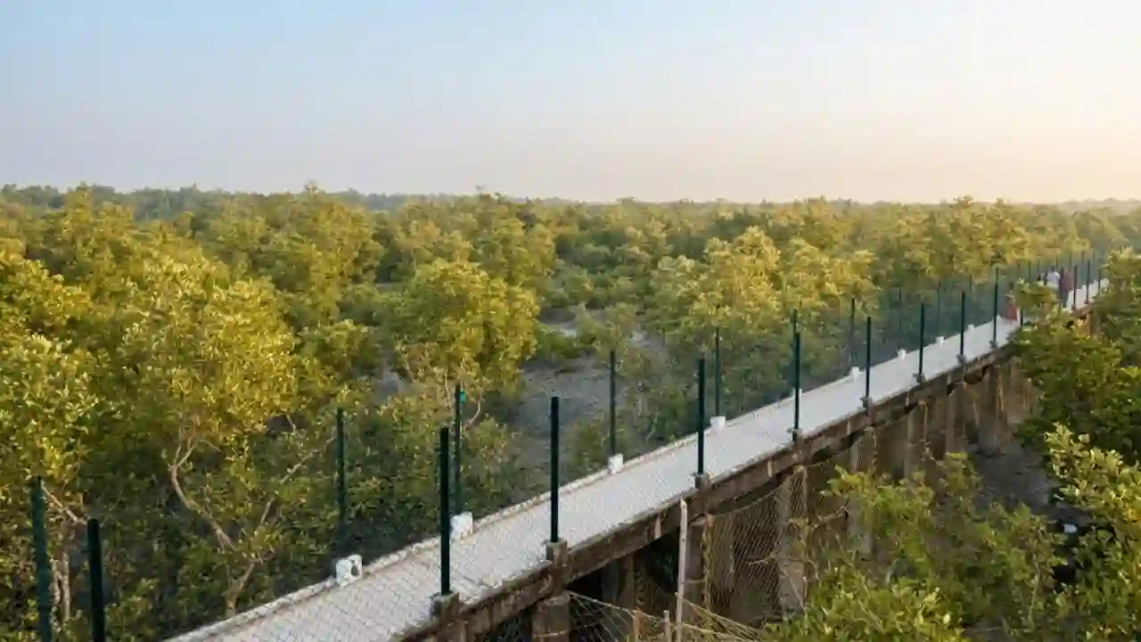Dobanki Canopy Walk elevated forest walkway during sundarban tour 2 night 3 days