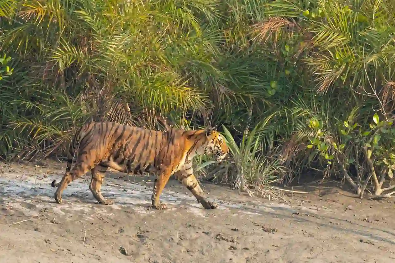 Royal Bengal Tiger spotted during Sundarban tour along muddy riverside