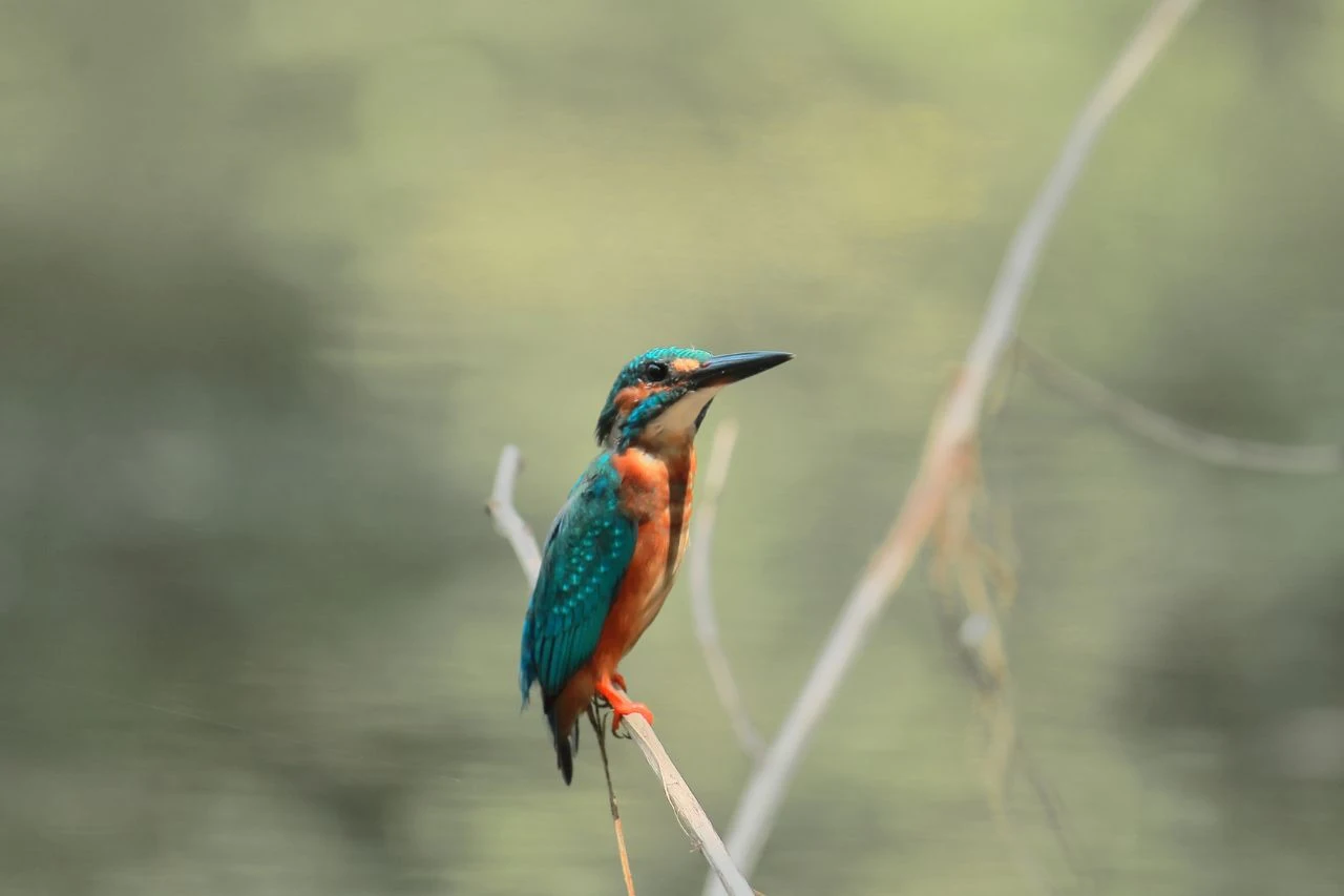 Colorful kingfisher bird sitting on branch in Sundarban mangrove forest.