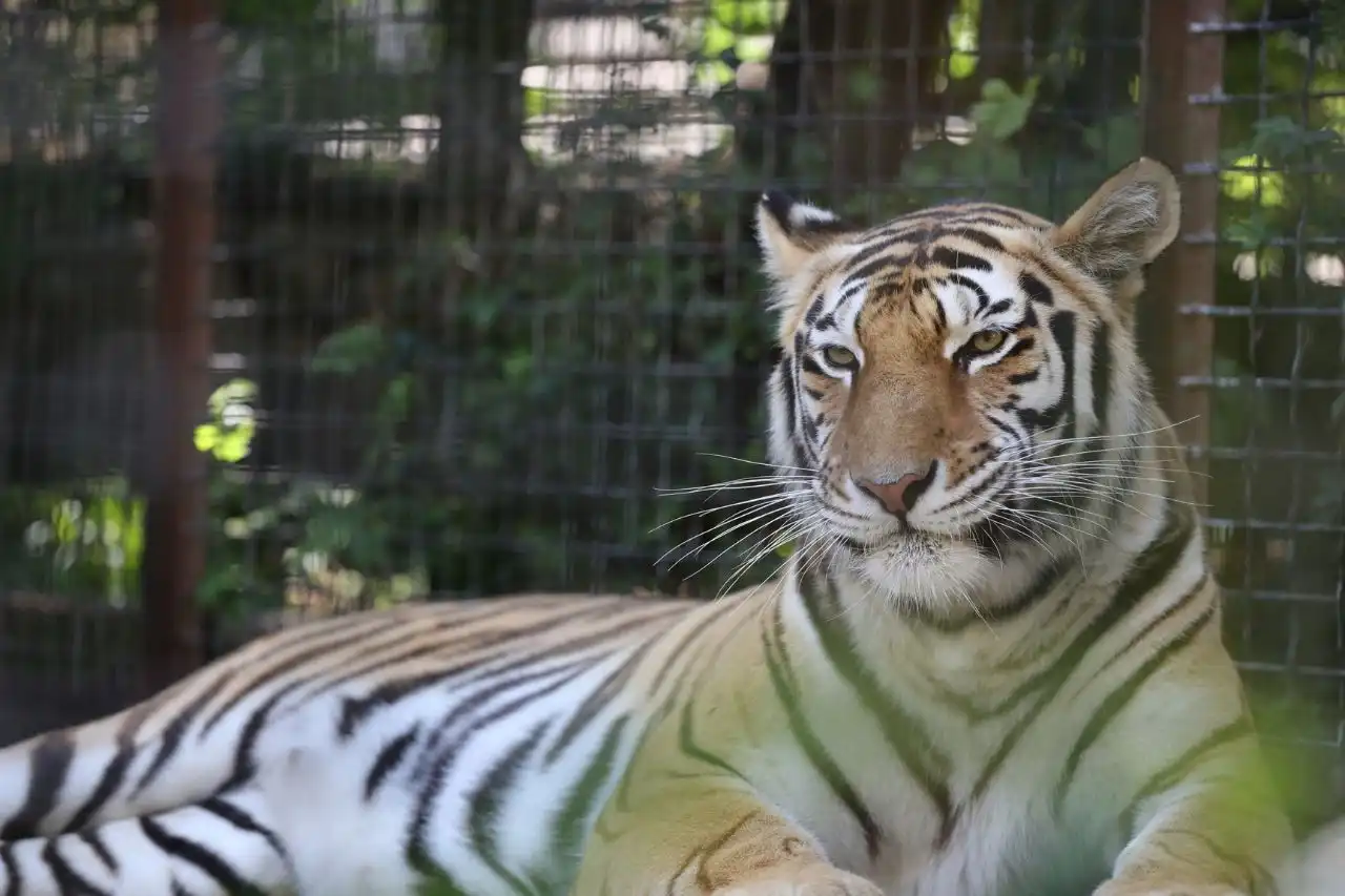 Royal Bengal Tiger sitting inside Sundarban mangrove forest during Sundarban tour.
