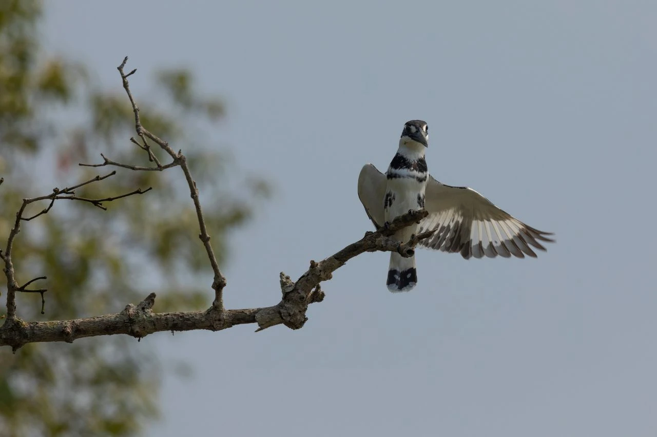 Colorful bird in Sundarban mangrove forest during customized Sundarban tour.