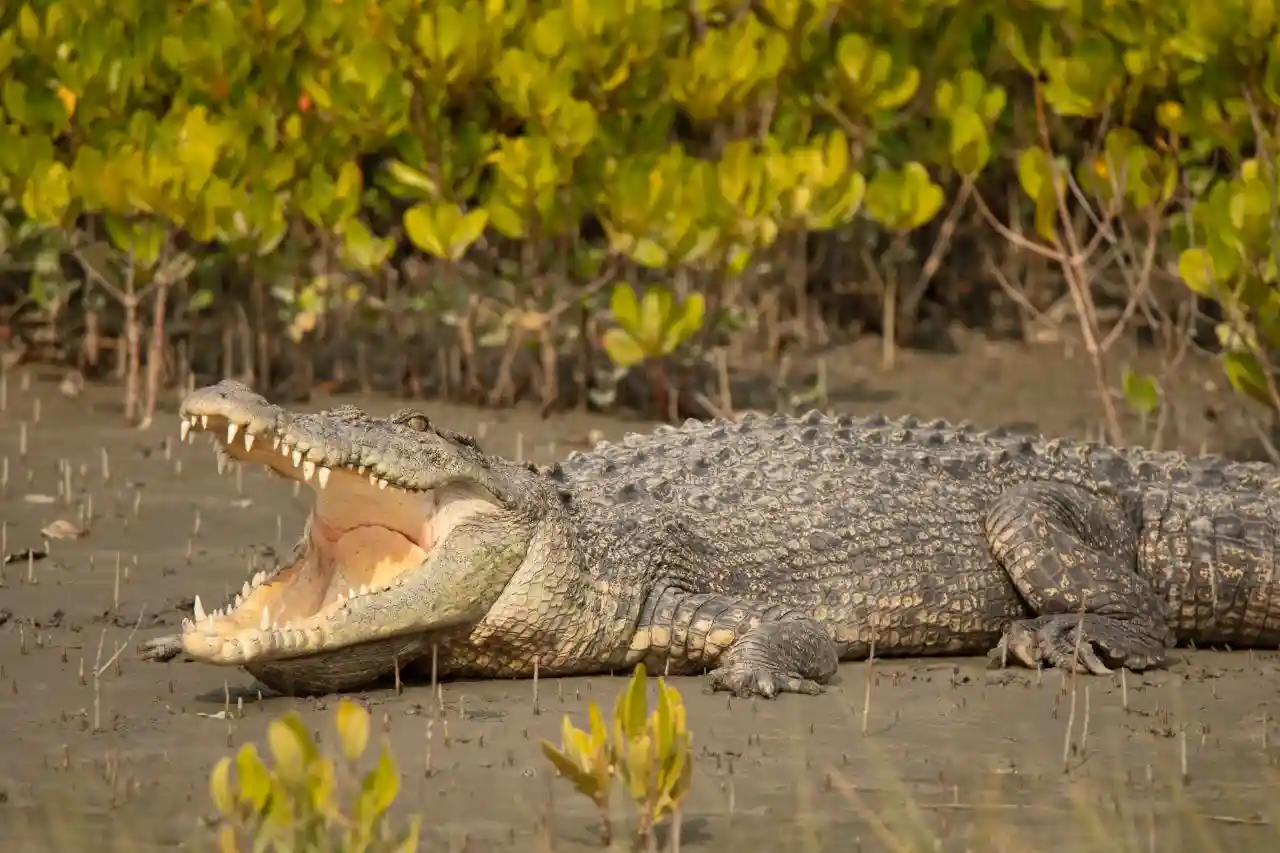 Saltwater crocodile resting on muddy riverbank in Sundarban mangrove forest.