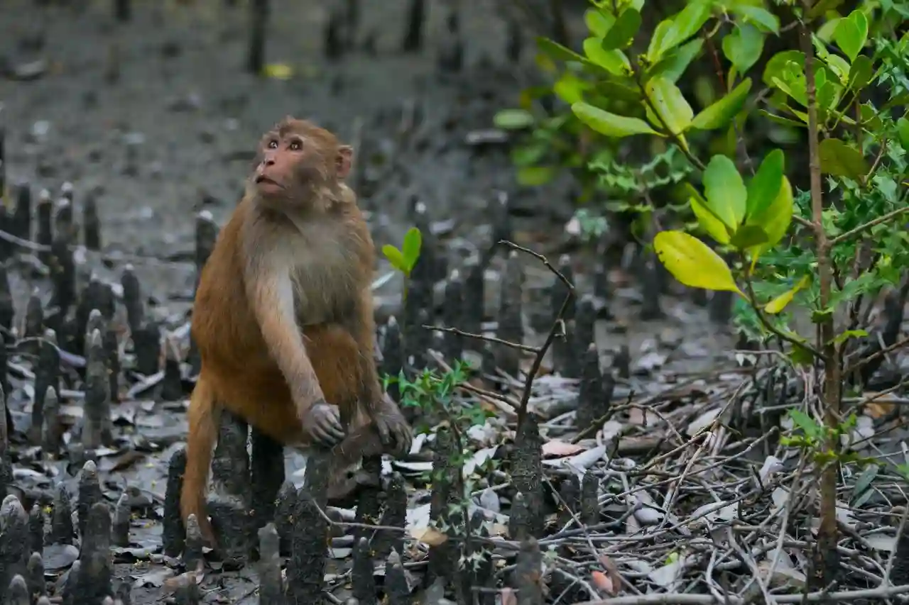 Monkey sitting on tree branch in Sundarban mangrove forest during wildlife photography tour.