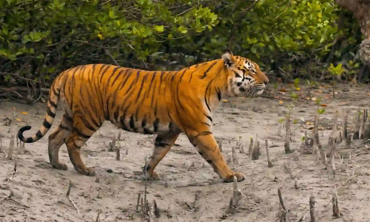 Royal Bengal Tiger walking through Sundarban mangrove forest in wildlife safari.
